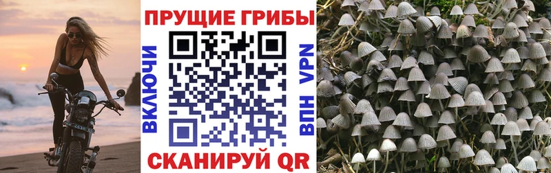 Псилоцибиновые грибы прущие грибы  Купить где  Павловский Посад 